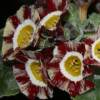 Auricula Nil Amber - Abriachan Nurseries